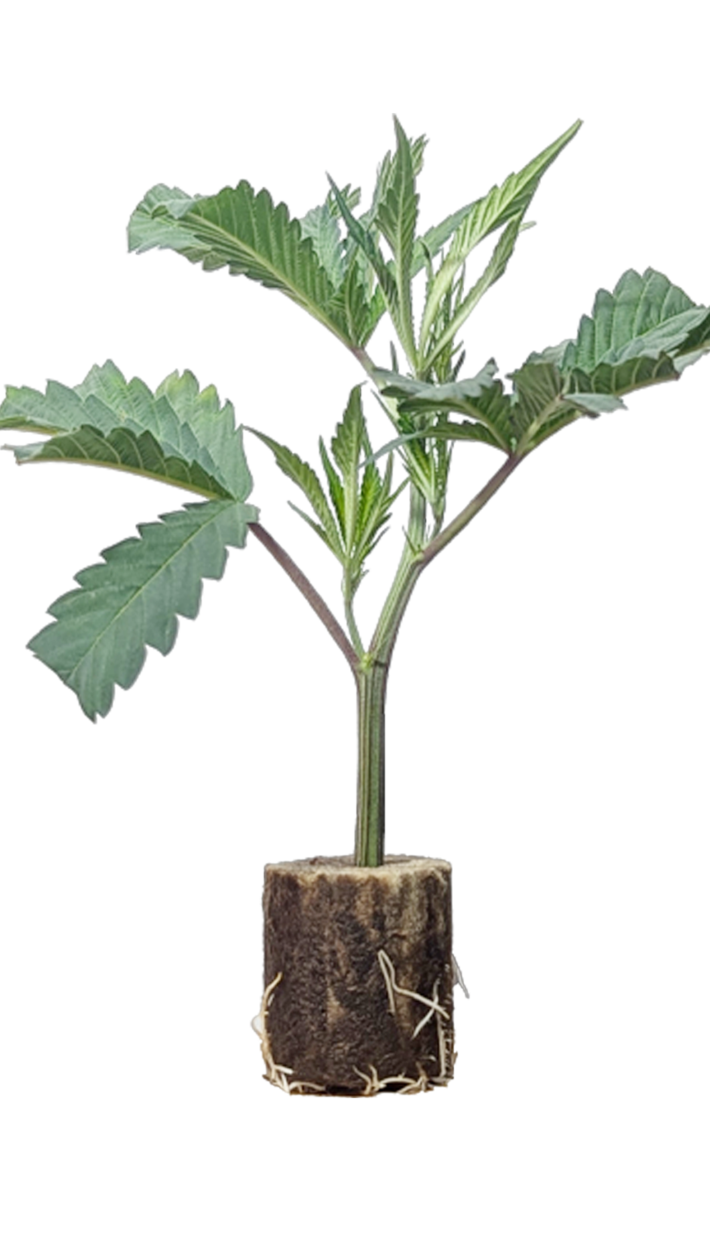Growzubehör