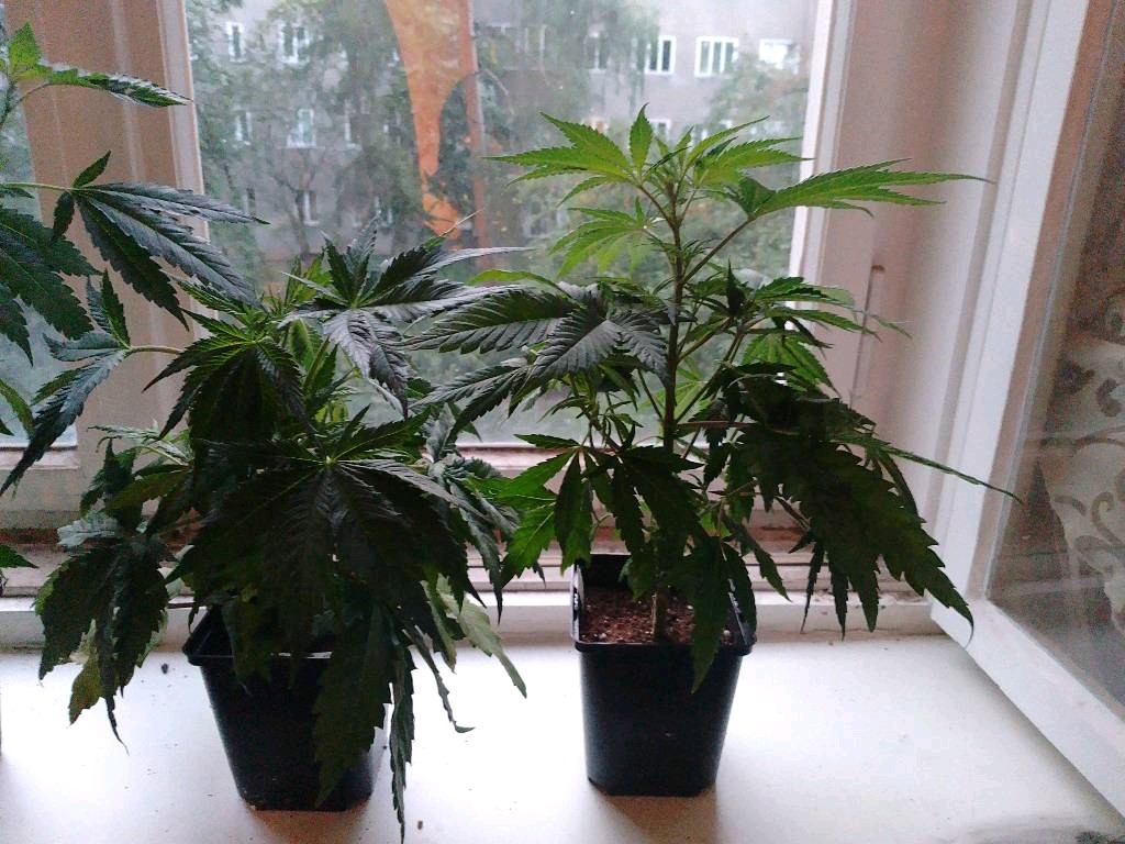 Growbox