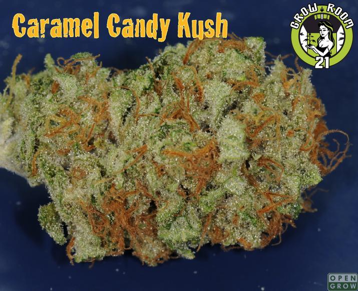 Bild von Caramel Candy Kush