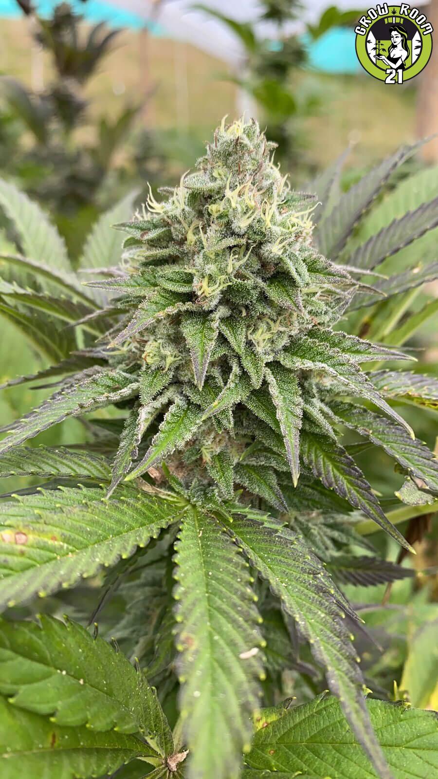 Bild von Dream Sherbet Auto