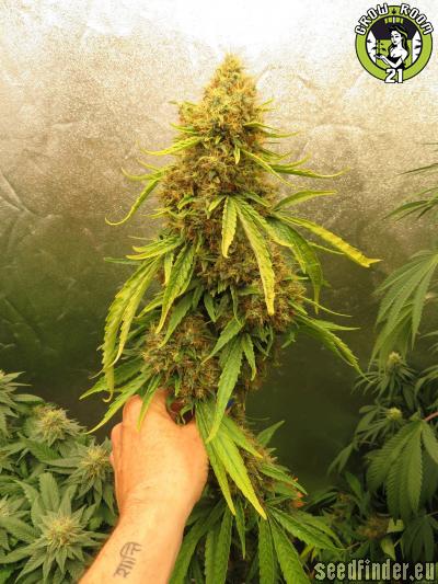 Bild von G13 Haze