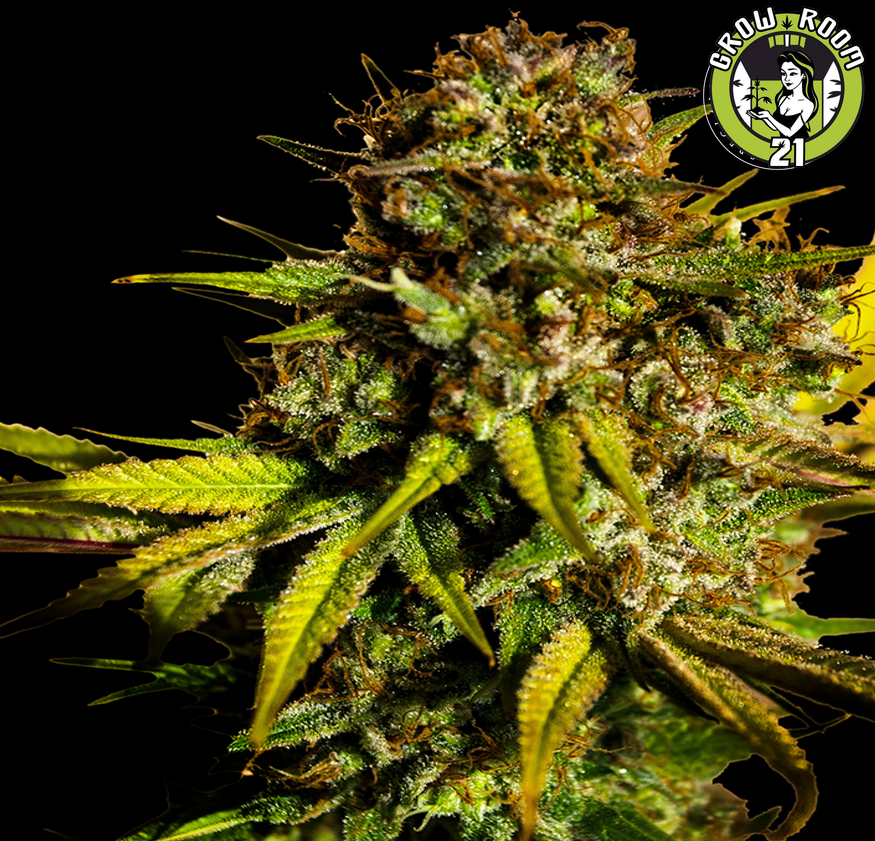 Bild von Extra Mintz