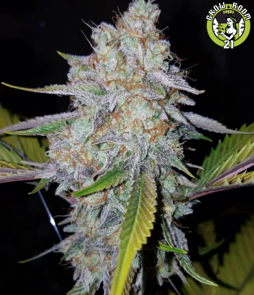 Bild von Fire Breath