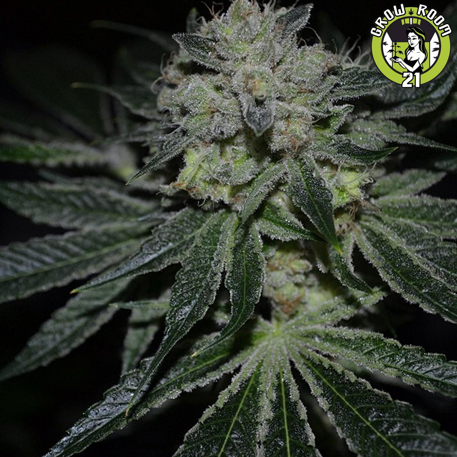 Bild von Yerba Buena