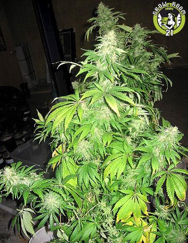 Bild von Critical Mass