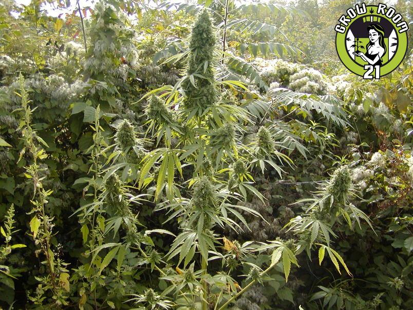 Bild von Danish Gold