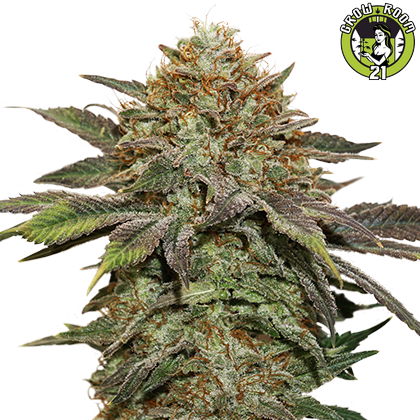 Bild von Fruit Cake Autoflower