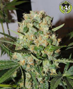Bild von FruitBowl