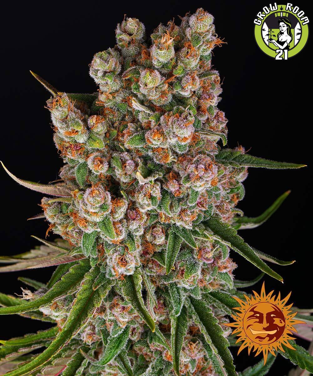 Bild von GMO Auto