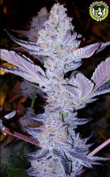 Bild von GMO Zkittlez