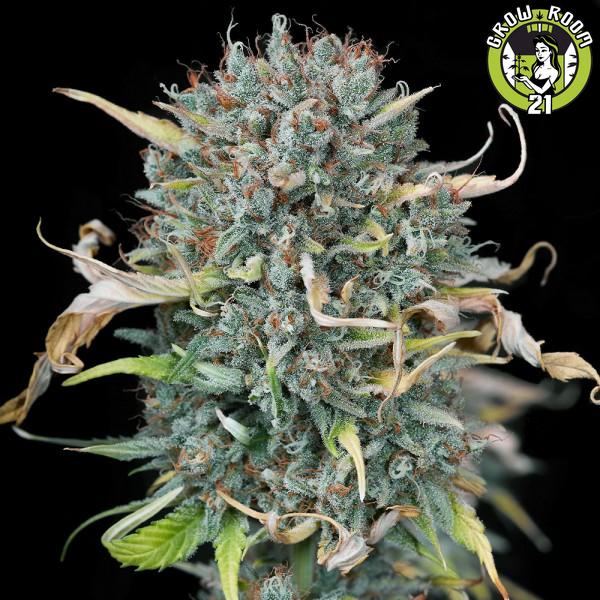 Bild von Ganja Gelato Auto