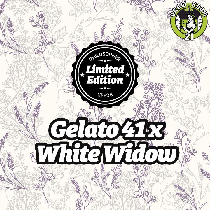 Bild von Gelato 41 x White Widow