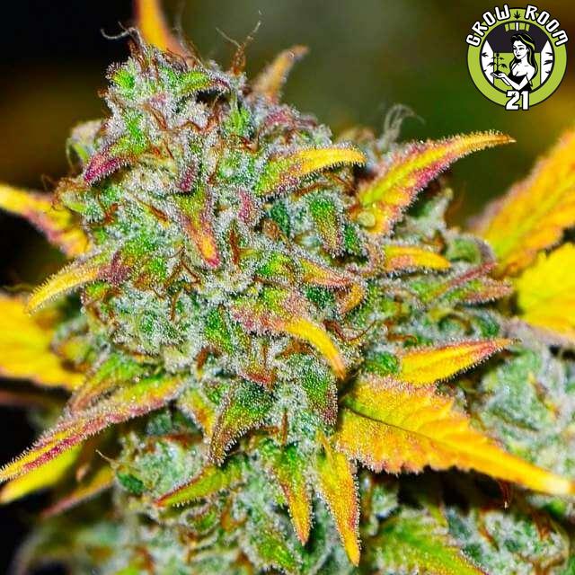 Bild von Gelato Auto