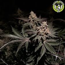 Bild von Gelato Mint