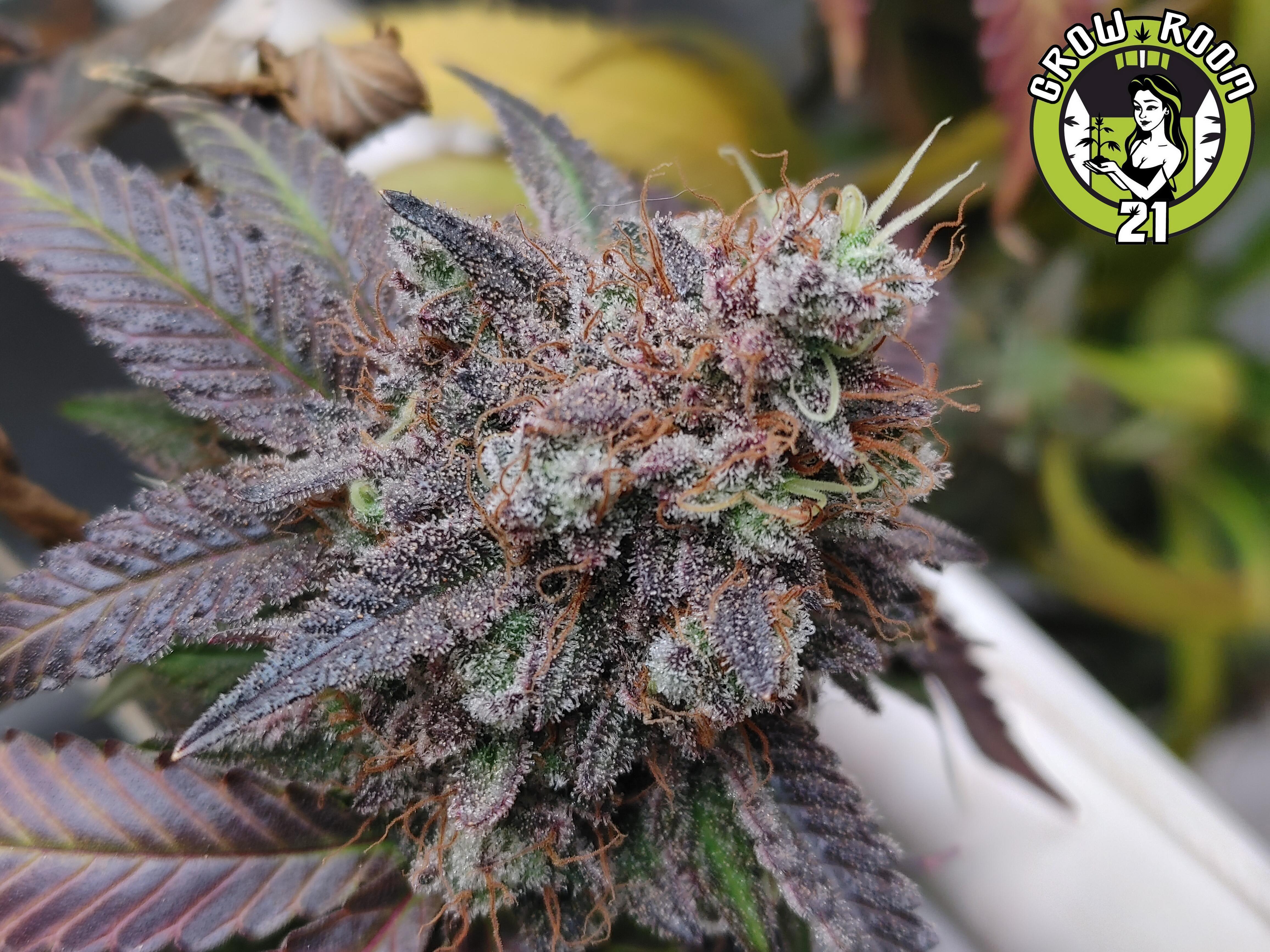 Bild von Gelato OG
