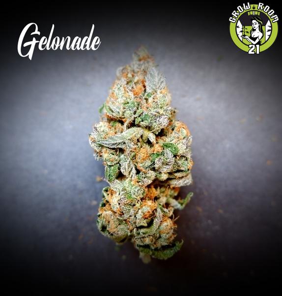 Bild von Gelonade