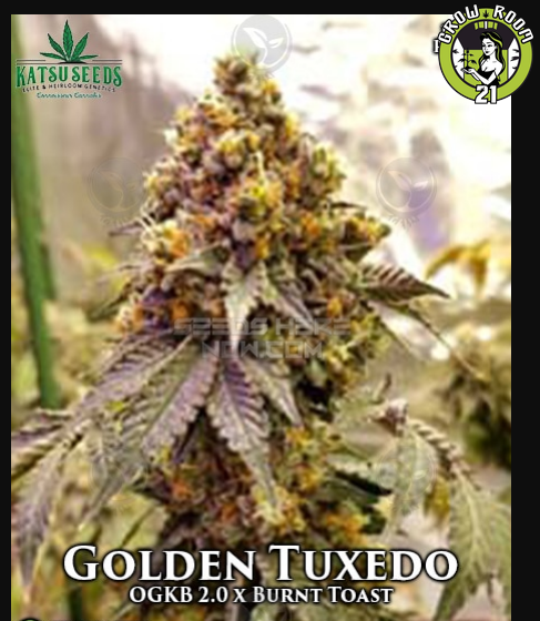 Bild von Golden Tuxedo