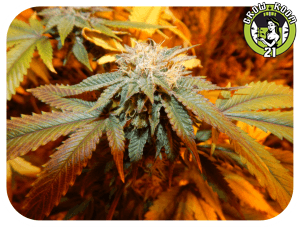 Bild von Dragon Kush