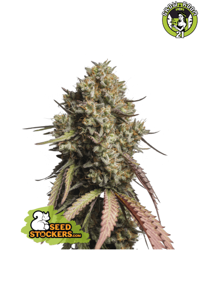 Bild von Gorilla Cookies Auto
