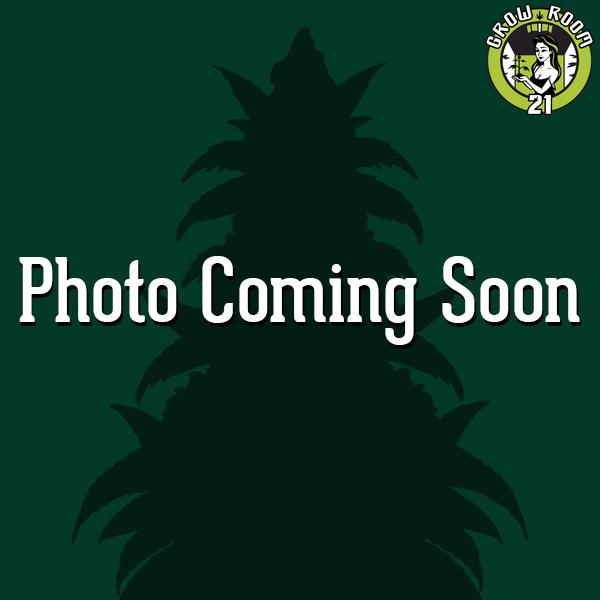 Bild von Gorilla Gelato