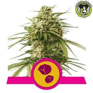 Bild von Seeds Gushers