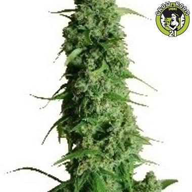 Bild von Guys Girl Scout Cookie Glue Auto