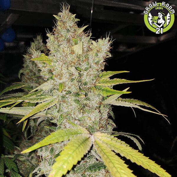 Bild von Hangover Haze
