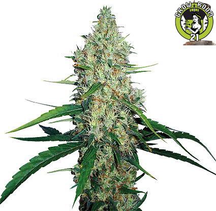 Bild von G13 Haze
