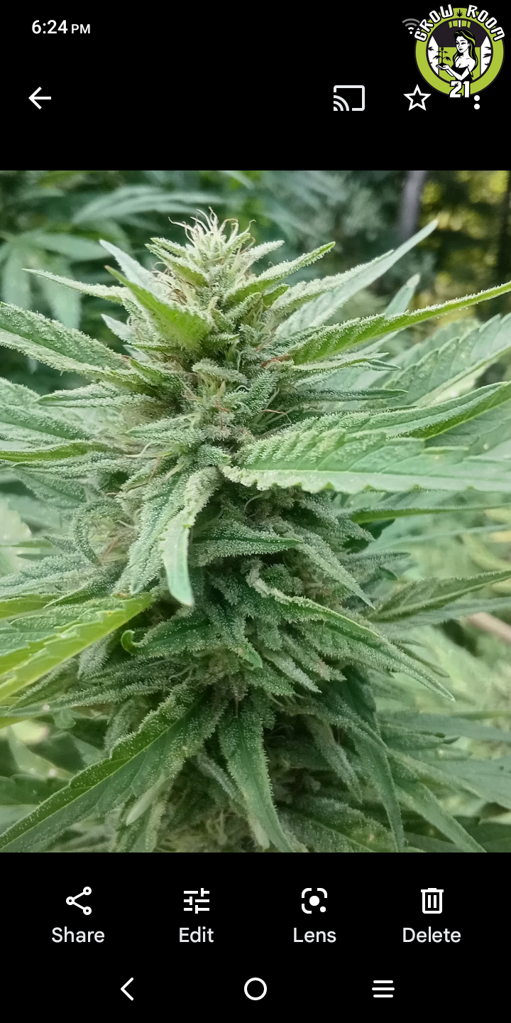 Bild von Headband x PeachOz