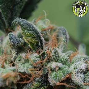 Bild von Blueberry Cheesecake
