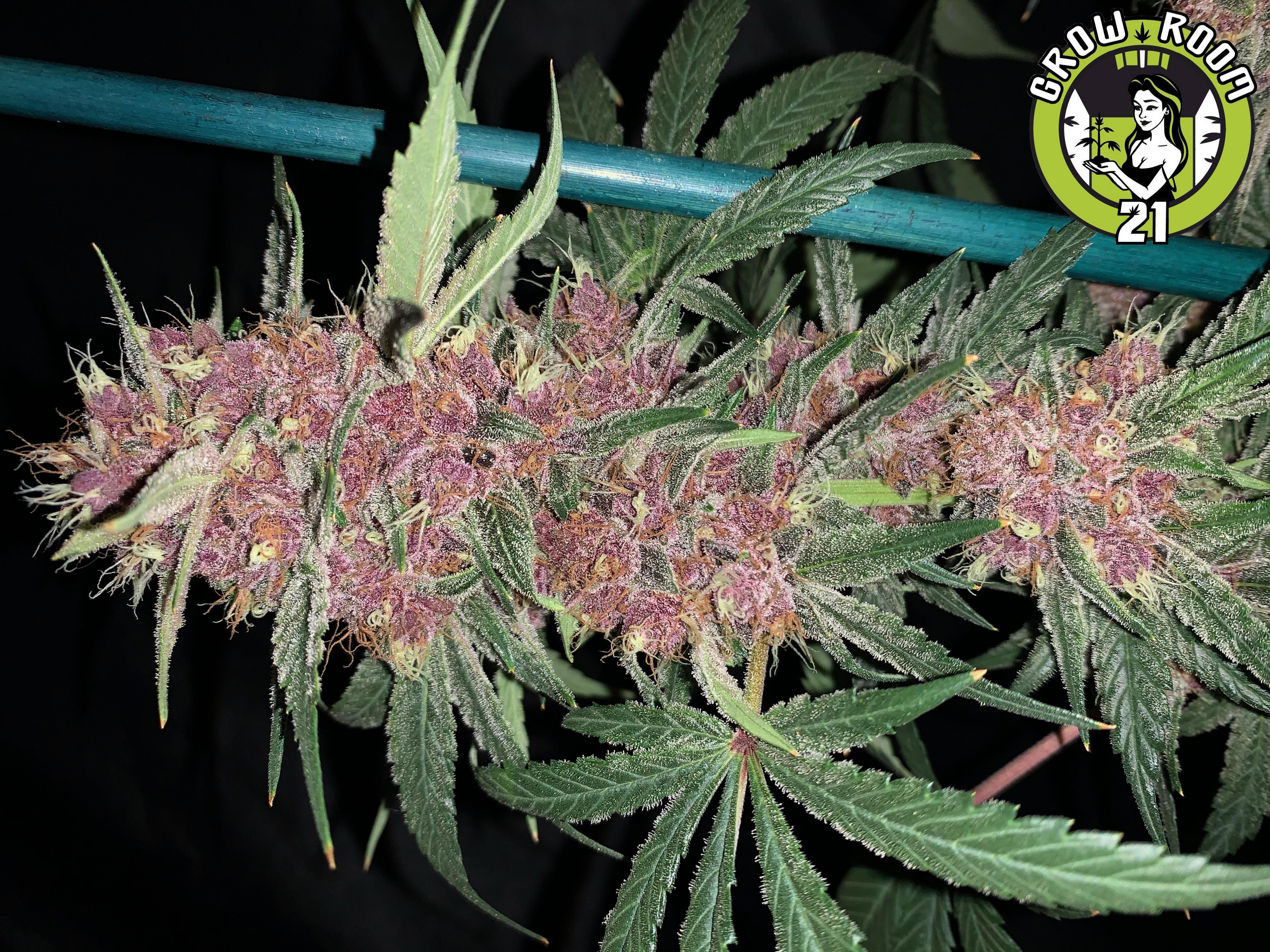 Bild von Indigo Triangle