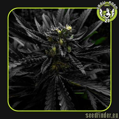 Bild von Jet Black Crawnic