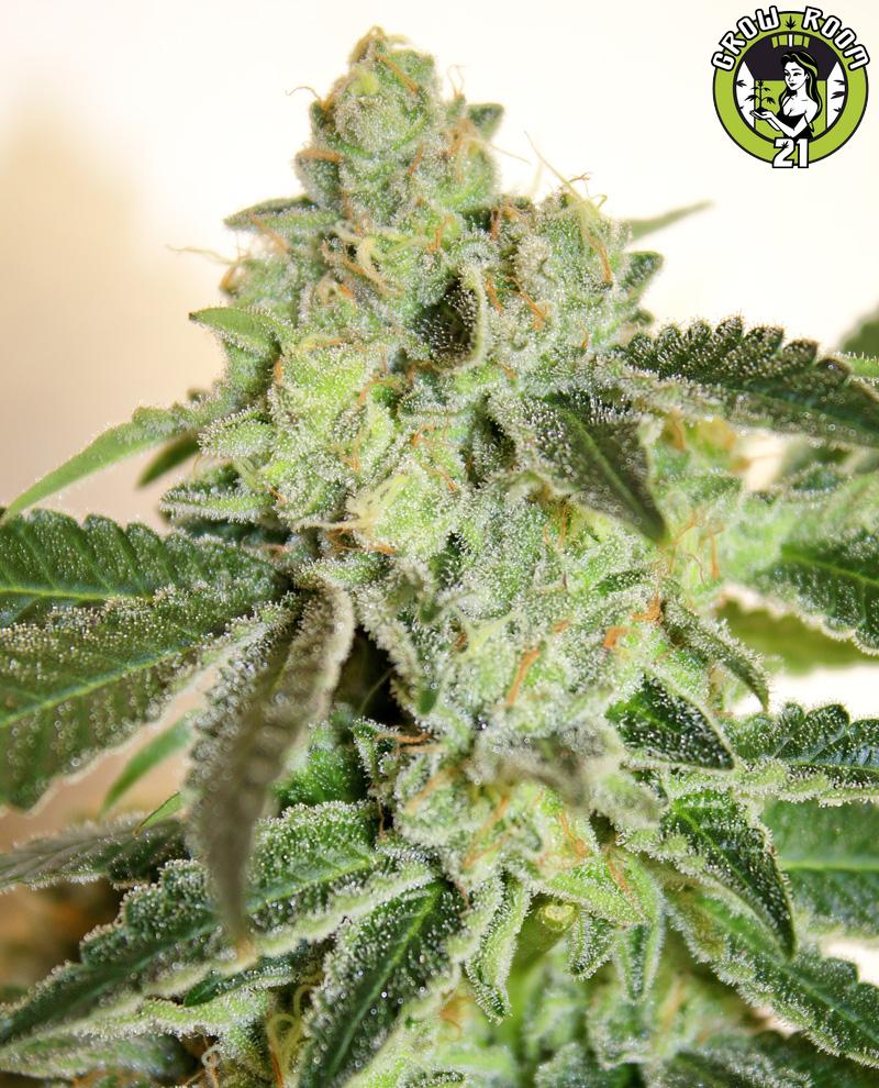 Bild von Karma Cookies