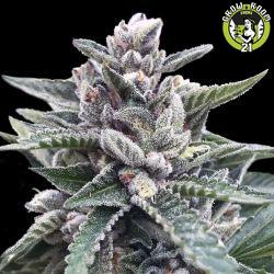 Bild von Kosher Sorbet