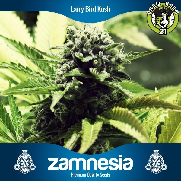 Bild von Larry Bird Kush