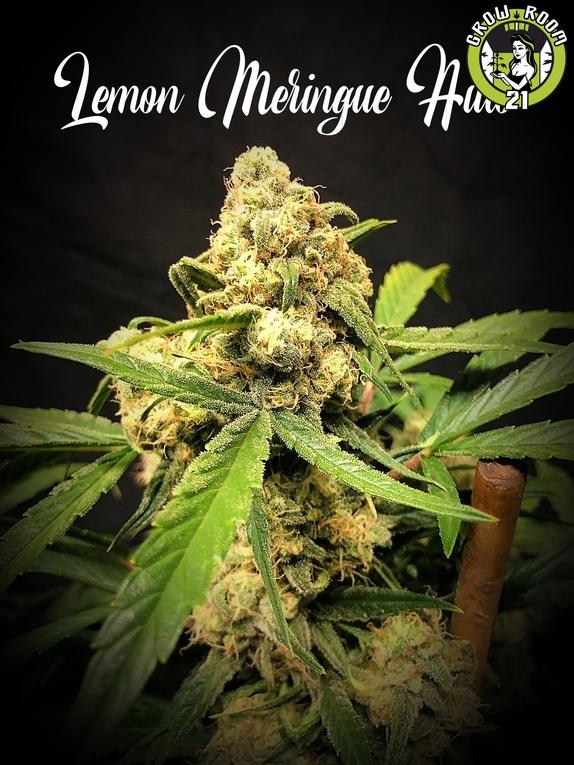 Bild von Lemon Meringue Auto