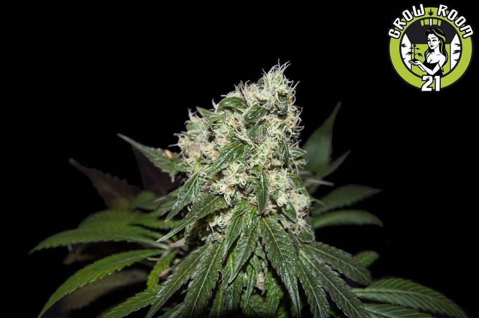Bild von Mandarine Cookies