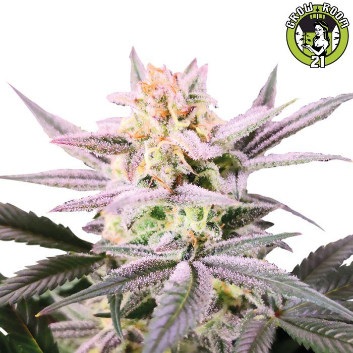 Bild von Watermelon Weddingcake