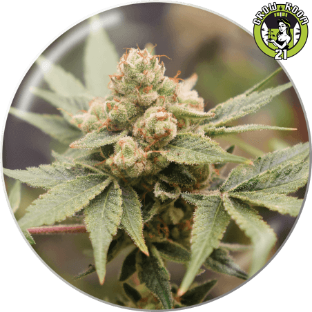 Bild von Medical Grape CBD