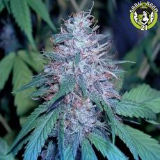 Bild von Grape Kush