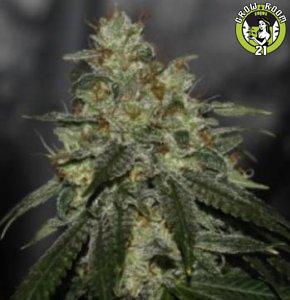 Bild von Strawberry Guava