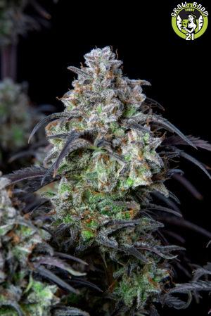 Bild von Mimosa Cake Auto