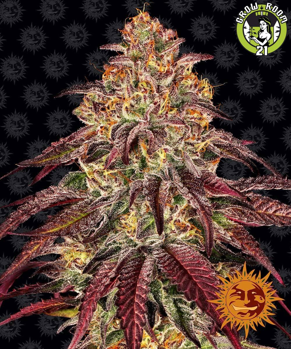 Bild von Mimosa x Orange Punch Auto