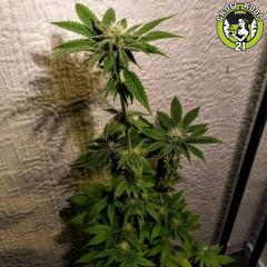 Bild von Mint Chocolate Bananas