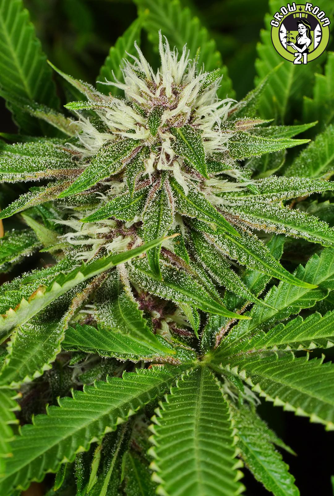 Bild von Moby Grape