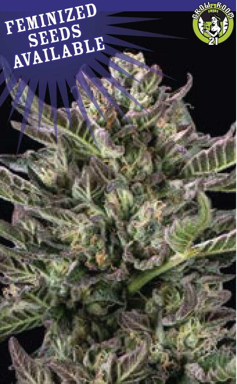 Bild von Notorious THC