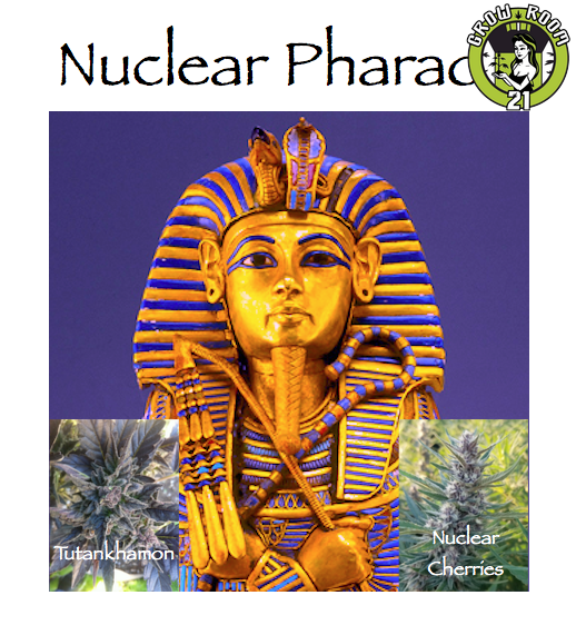 Bild von Nuclear Pharaoh