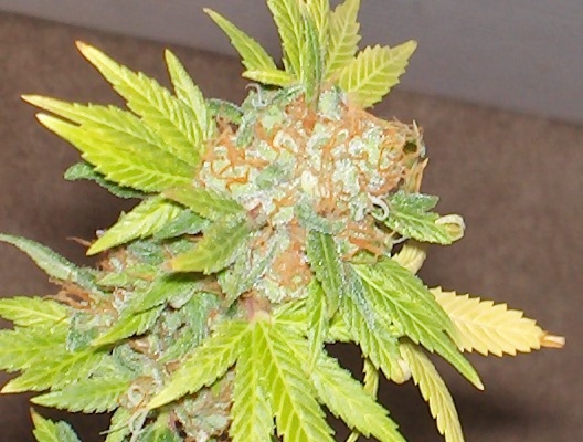 Bild von Lebanese Hashplant