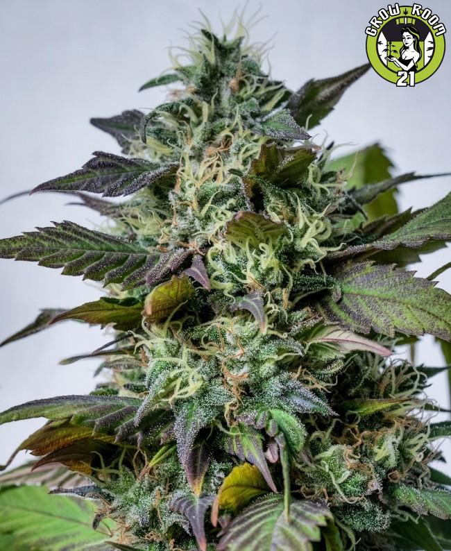 Bild von HashPlant Haze x Kali China
