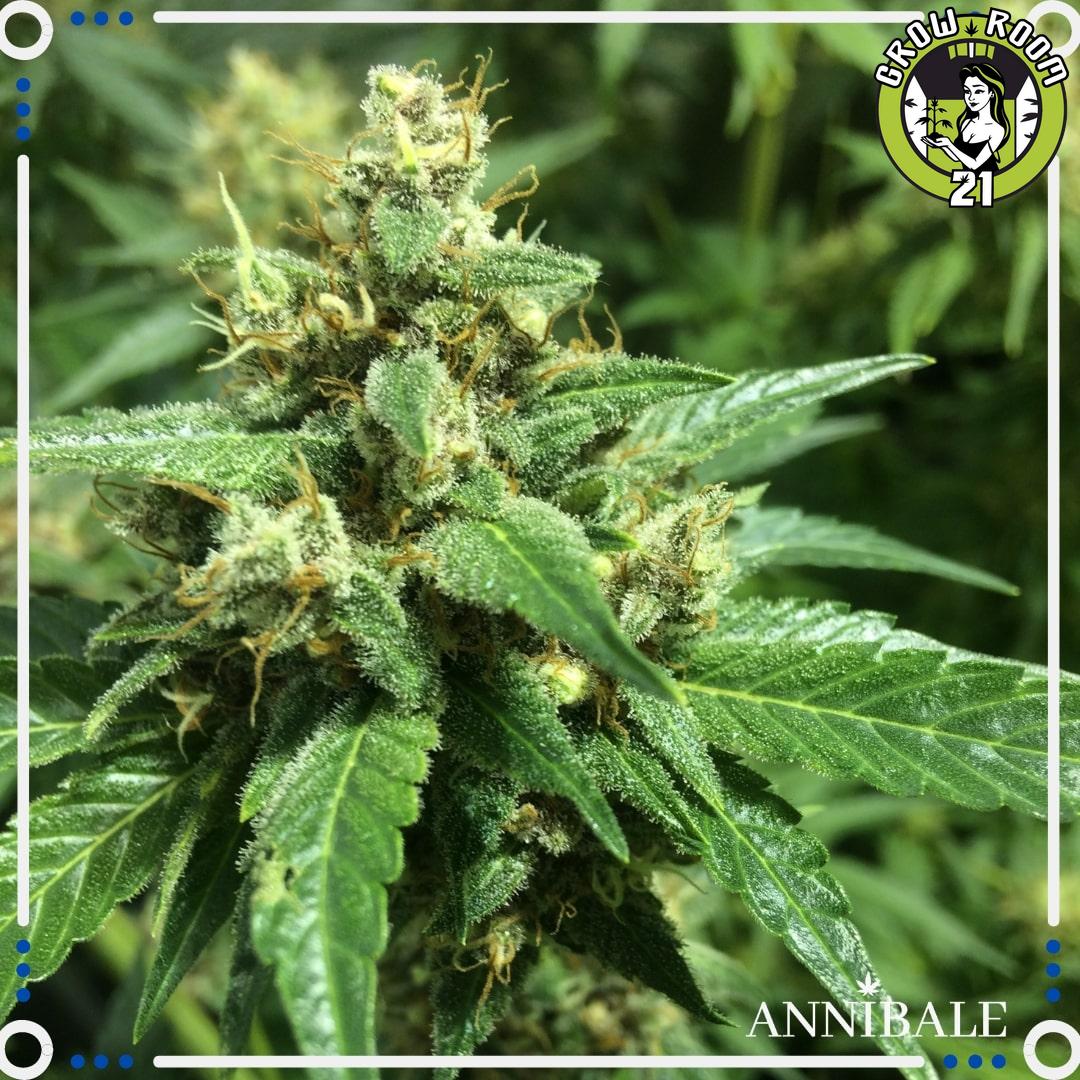 Bild von Old Sour Cookies